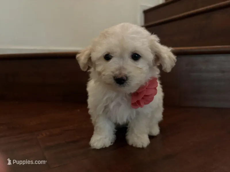 Maltipoo puppy girl 3 – Maltipoo, Poodle - Toy  puppy for sale in Chino, CA