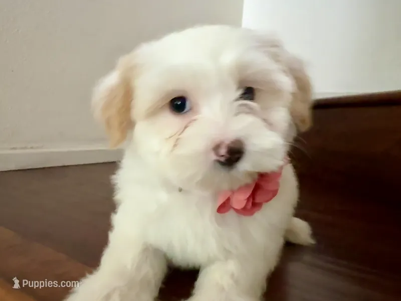 Maltipoo puppy girl 3 – Maltipoo, Maltese puppy for sale in Chino, CA