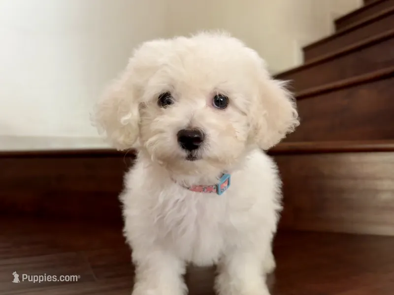 Maltipoo puppy girl 1 – Maltipoo, Poodle - Toy  puppy for sale in Chino, CA