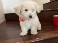 Maltipoo puppy girl, a female Maltipoo and Poodle - Toy  for sale in Chino, CA – 4 of 10