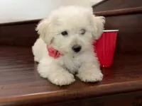 Maltipoo puppy girl, a female Maltipoo and Poodle - Toy  for sale in Chino, CA – 6 of 10