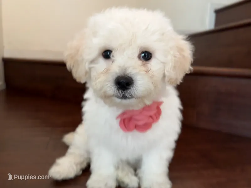 Maltipoo puppy girl 3 – Maltipoo, Poodle - Toy  puppy for sale in Chino, CA