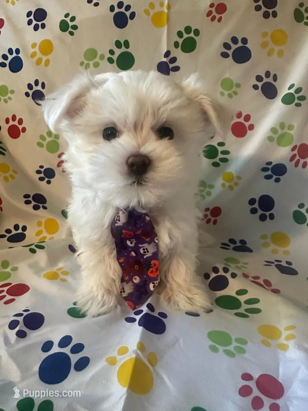 Maltese puppy boy 2 – Maltipoo, Maltese puppy for sale in Chino, CA