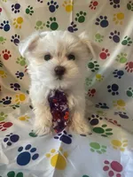 Maltese puppy boy 2, a male Maltipoo and Maltese for sale in Chino, CA – Photo 1 of 3