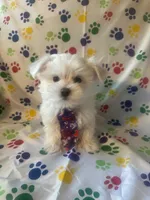 Maltese puppy boy 2, a male Maltipoo and Maltese for sale in Chino, CA – Photo 2 of 3