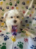 Maltese puppy boy 2, a male Maltipoo and Maltese for sale in Chino, CA – Photo 3 of 3