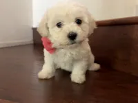 Maltipoo puppy girl  2, a female Maltipoo and Poodle - Toy  for sale in Chino, CA – 5 of 5