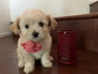 Maltipoo puppy girl 1, a female Maltipoo and Maltese for sale in Chino, CA – 3 of 5