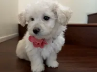 Maltipoo puppy girl, a female Maltipoo and Poodle - Toy  for sale in Chino, CA – 7 of 10