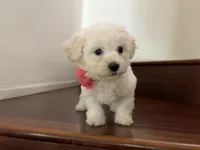 Maltipoo puppy girl  2, a female Maltipoo and Poodle - Toy  for sale in Chino, CA – 2 of 5