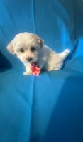Maltese puppy 2, a male Maltipoo and Maltese for sale in Chino, CA – 2 of 3