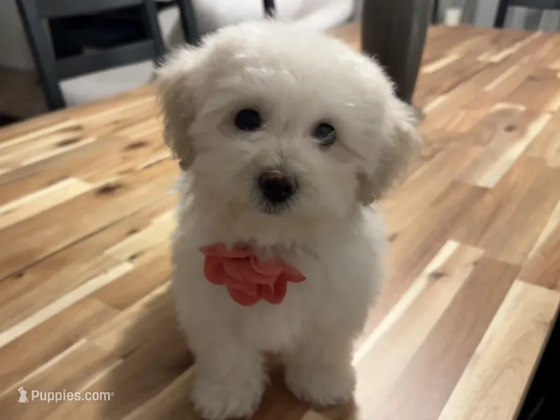 Maltipoo puppy girl – Maltipoo, Poodle - Toy  puppy for sale in Chino, CA