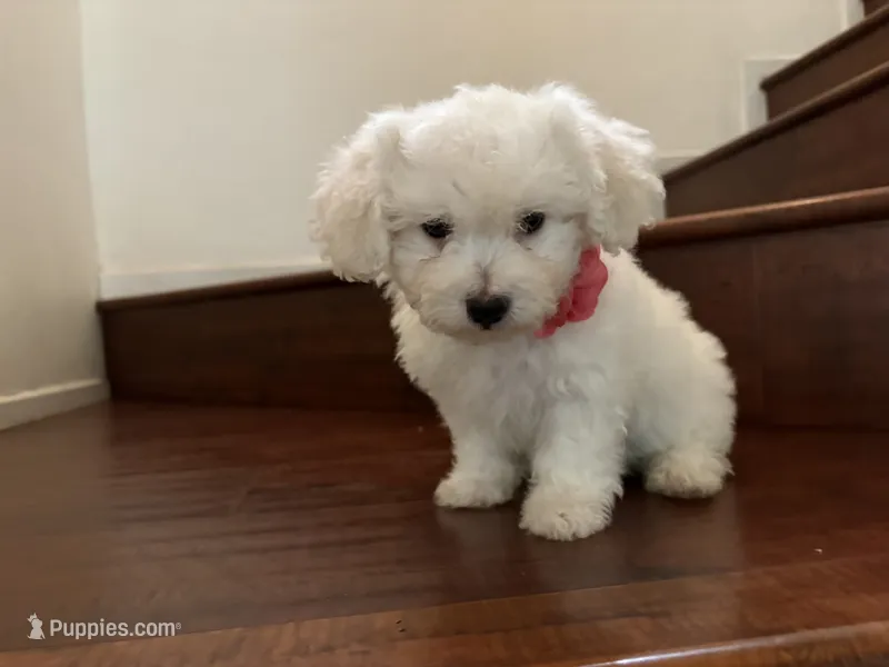 Maltipoo puppy girl 1 – Maltipoo, Poodle - Toy  puppy for sale in Chino, CA