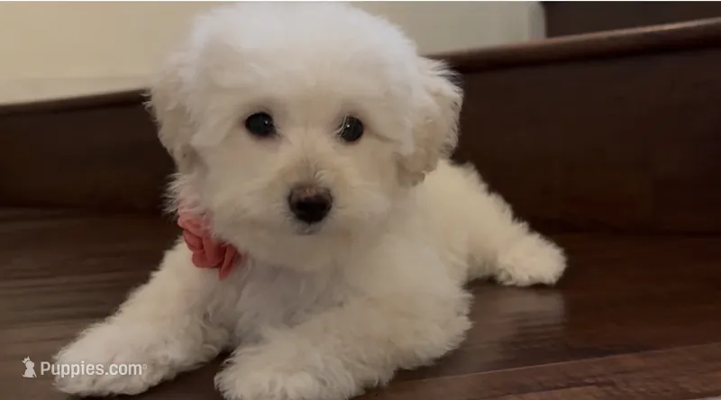 Maltipoo puppy girl – Maltipoo, Poodle - Toy  puppy for sale in Chino, CA