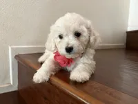 Maltipoo puppy girl 1, a female Maltipoo and Poodle - Toy  for sale in Chino, CA – 4 of 5