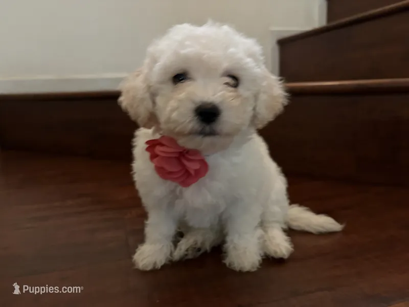 Maltipoo puppy girl  2 – Maltipoo, Poodle - Toy  puppy for sale in Chino, CA
