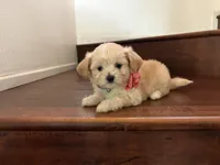 Maltipoo puppy girl 1, a female Maltipoo and Maltese for sale in Chino, CA – 5 of 5