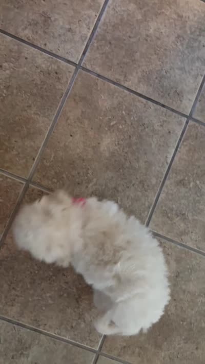 Maltipoo puppy girl, a female Maltipoo and Poodle - Toy  for sale in Chino, CA – 8 of 10