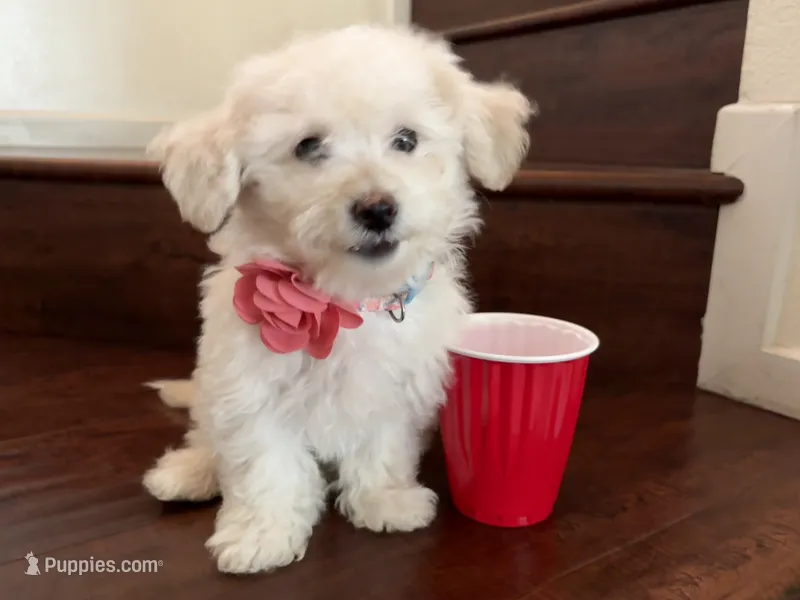 Maltipoo puppy girl – Maltipoo, Poodle - Toy  puppy for sale in Chino, CA
