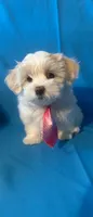 Maltese puppy 1, a male Maltipoo and Maltese for sale in Chino, CA – 4 of 4