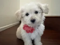 Maltipoo puppy girl, a female Maltipoo and Poodle - Toy  for sale in Chino, CA – 2 of 10