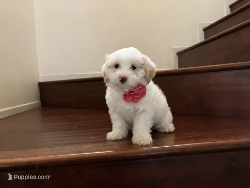 Maltipoo puppy girl 3 – Maltipoo, Maltese puppy for sale in Chino, CA