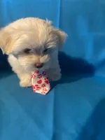 Maltese puppy 3, a male Maltipoo and Maltese for sale in Chino, CA – 2 of 4