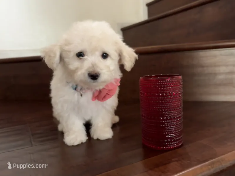 Maltipoo puppy girl  2 – Maltipoo, Poodle - Toy  puppy for sale in Chino, CA