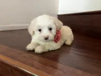 Maltipoo puppy girl 3, a female Maltipoo and Maltese for sale in Chino, CA – 5 of 5