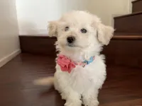 Maltipoo puppy girl, a female Maltipoo and Poodle - Toy  for sale in Chino, CA – 9 of 10