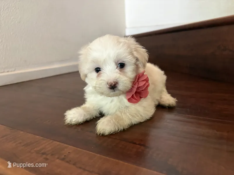 Maltipoo puppy girl 3 – Maltipoo, Maltese puppy for sale in Chino, CA