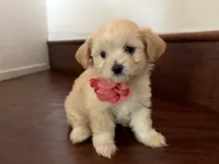 Maltipoo puppy girl 1, a female Maltipoo and Maltese for sale in Chino, CA – 1 of 5
