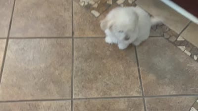 Maltipoo puppy girl, a female Maltipoo and Poodle - Toy  for sale in Chino, CA – 5 of 10