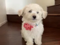 Maltipoo puppy girl, a female Maltipoo and Poodle - Toy  for sale in Chino, CA – 10 of 10
