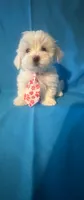 Maltese puppy 3, a male Maltipoo and Maltese for sale in Chino, CA – 4 of 4