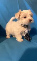 Maltese puppy 4, a male Maltipoo and Maltese for sale in Chino, CA – 4 of 4