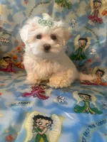 Maltese puppy girl 2, a female Maltese for sale in Chino, CA – Photo 3 of 3