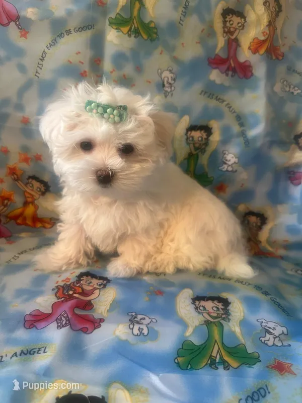 Maltese puppy girl 2 – Maltese puppy for sale in Chino, CA