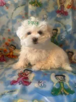 Maltese puppy girl 2, a female Maltese for sale in Chino, CA – Photo 2 of 3