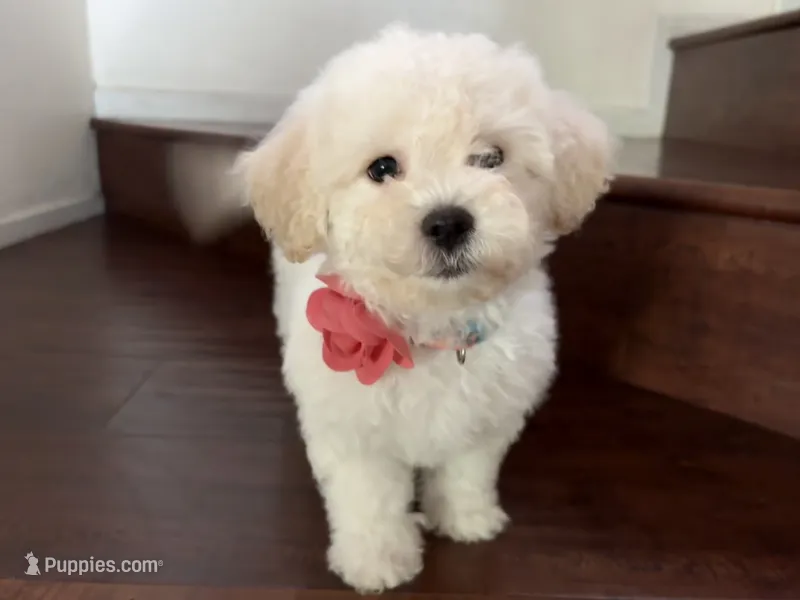Maltipoo puppy girl 3 – Maltipoo, Poodle - Toy  puppy for sale in Chino, CA