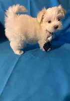 Maltese puppy 4, a male Maltipoo and Maltese for sale in Chino, CA – 3 of 4