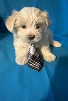 Maltese puppy 4, a male Maltipoo and Maltese for sale in Chino, CA – 2 of 4