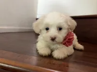 Maltipoo puppy girl 3, a female Maltipoo and Maltese for sale in Chino, CA – 2 of 5
