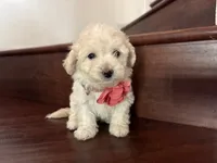 Maltipoo puppy girl 3, a female Maltipoo and Poodle - Toy  for sale in Chino, CA – 2 of 5