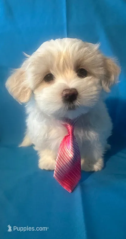 Maltese puppy 1 – Maltipoo, Maltese puppy for sale in Chino, CA
