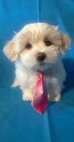 Maltese puppy 1, a male Maltipoo and Maltese for sale in Chino, CA – 1 of 4