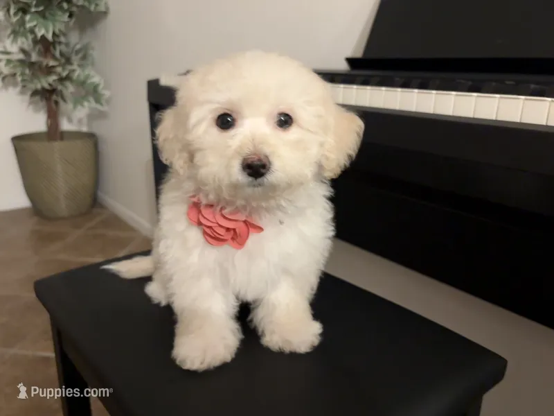 Maltipoo puppy girl – Maltipoo, Poodle - Toy  puppy for sale in Chino, CA