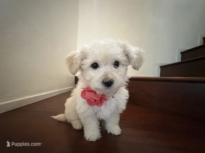 Maltipoo puppy girl  2 – Maltipoo, Poodle - Toy  puppy for sale in Chino, CA