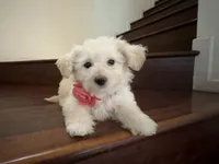 Maltipoo puppy girl, a female Maltipoo and Poodle - Toy  for sale in Chino, CA – 8 of 10