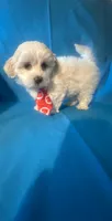 Maltese puppy 2, a male Maltipoo and Maltese for sale in Chino, CA – 3 of 3